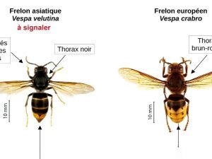 Frelon WEB